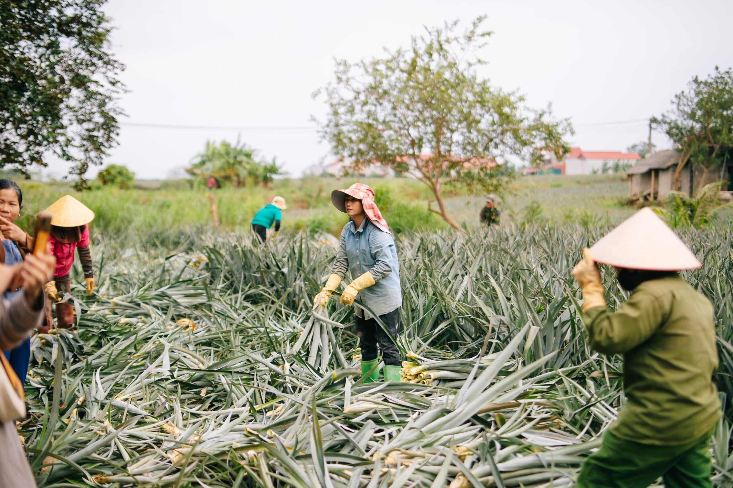 Quy trình và nguồn cung lá dứa dồi dào
